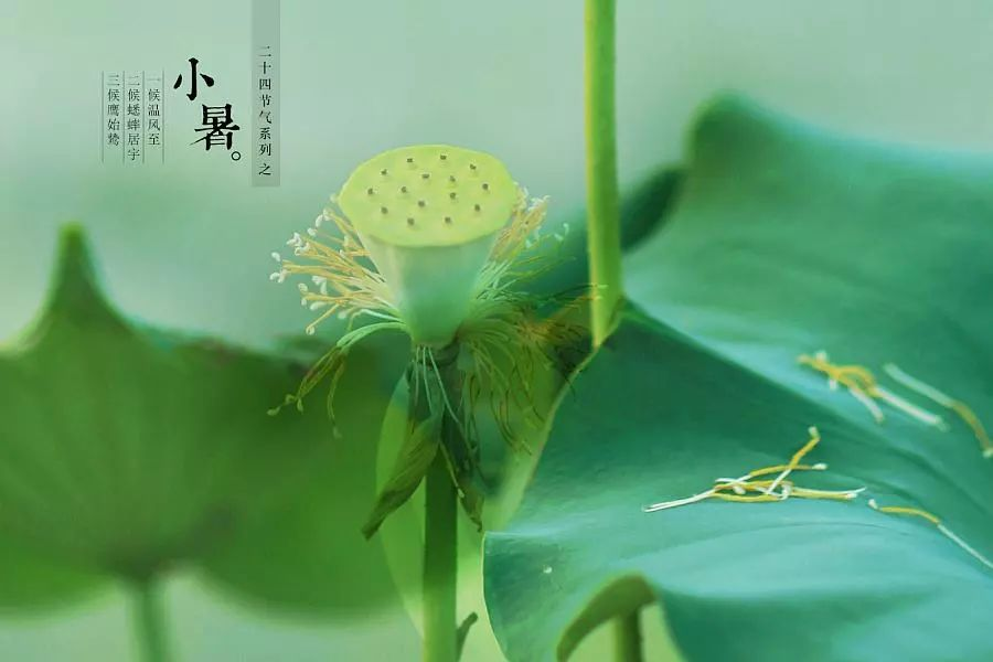 倏忽溫風(fēng)至，因循小暑來!