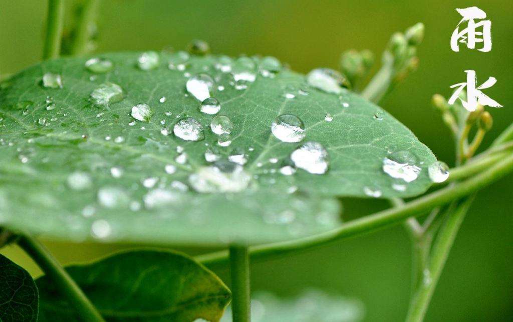 雨水！