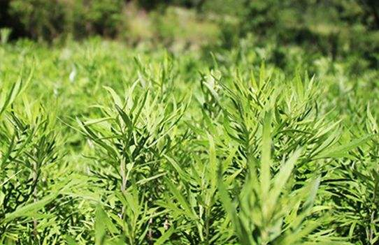 艾草艾葉在生活中有什么用途？